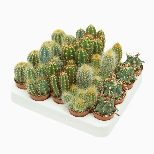 Cactus mix