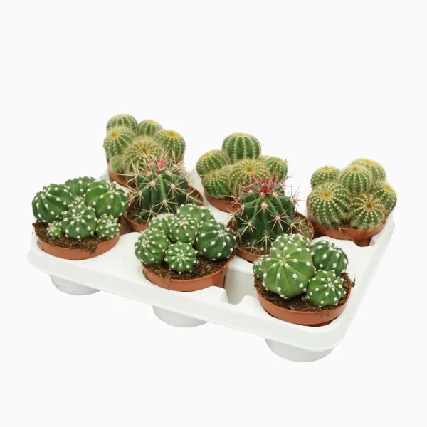 Cactus mix