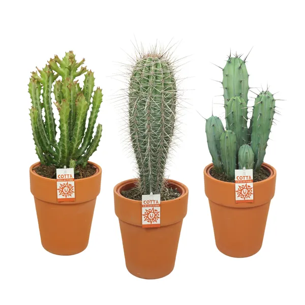 Cactus mix