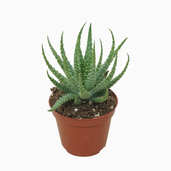 Aloe humilis