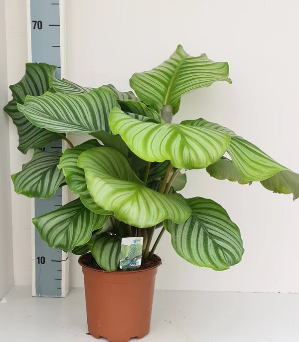 Calathea orbifolia