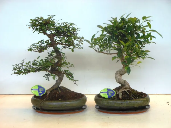 Bonsai mix, indoor