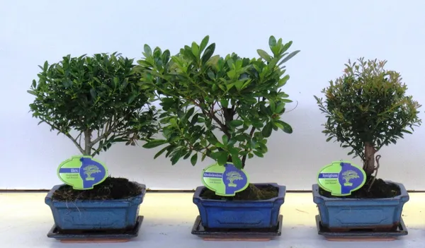 Bonsai mix outdoor