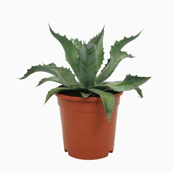 Agave potatorum