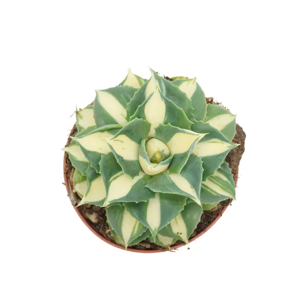 Agave potatorum gold