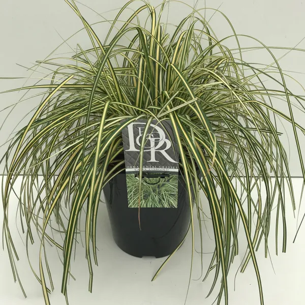 Carex hachijoensis 'Evergold'