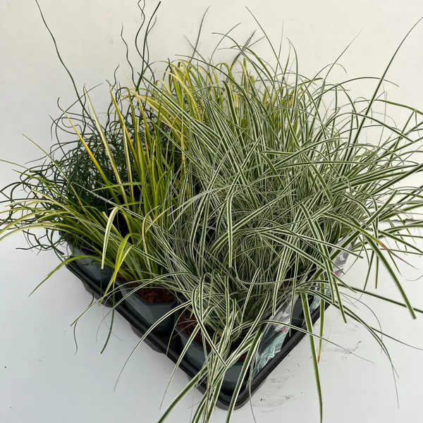 Carex oshimensis mix