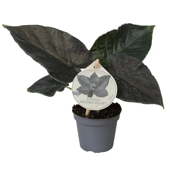 Alocasia 'Antoro Velvet'