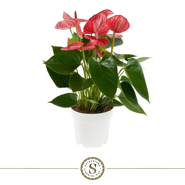 Anthurium 'Livium Ruby'