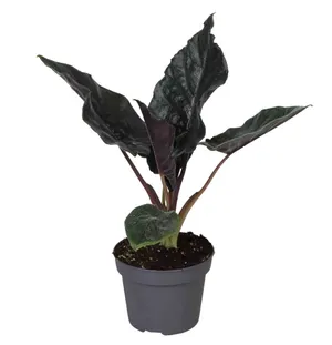 Alocasia 'Antoro Velvet'
