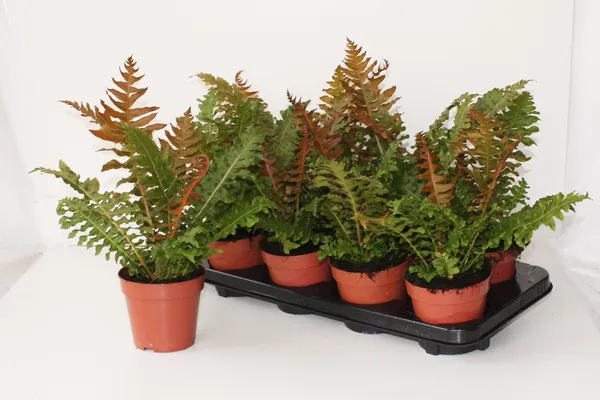 Blechnum gibbum 'Brasiliense Volcano'