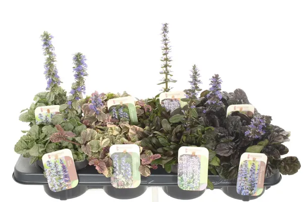 Ajuga reptans mix
