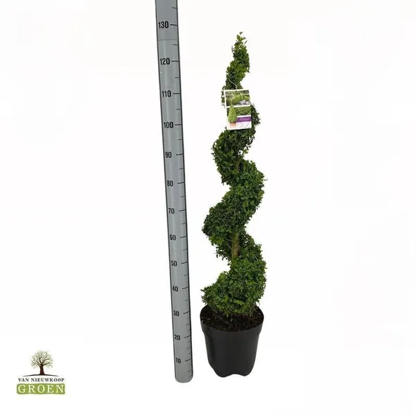 Buxus sempervirens