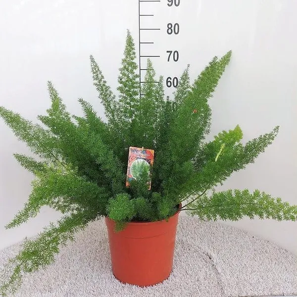 Asparagus densiflorus 'Myers'