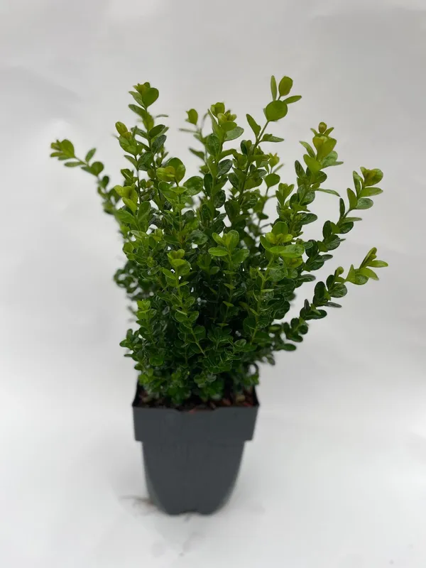 Buxus Newgen Freedom