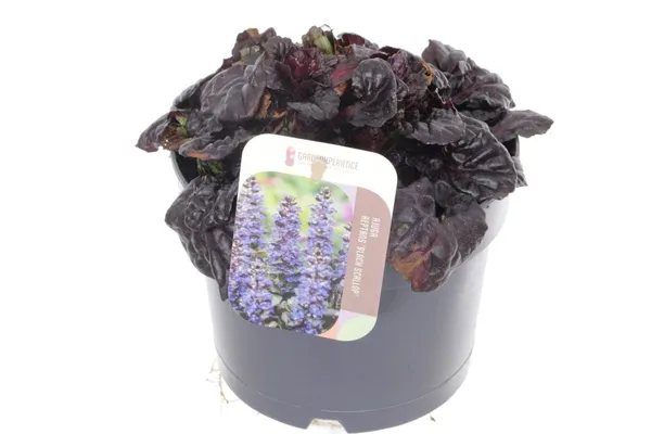 Ajuga reptans 'Black Scallop'