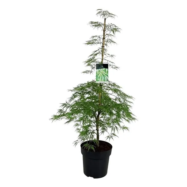 Acer palmatum 'Dissectum'