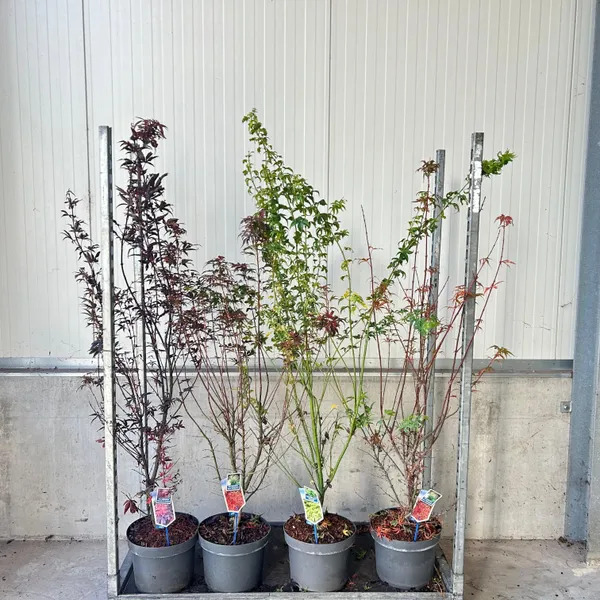 Acer palmatum