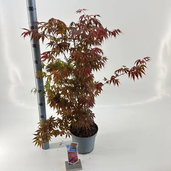 Acer palmatum 'Atropurpureum'