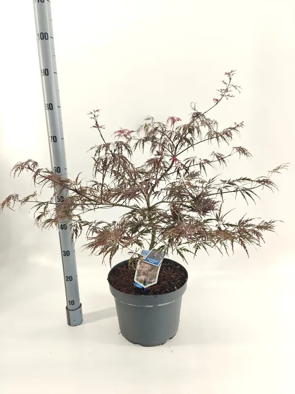 Acer palmatum 'Garnet'