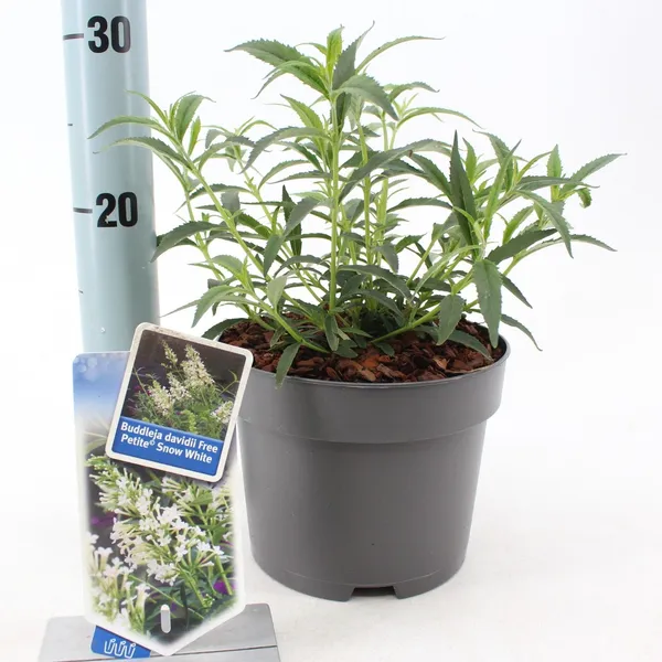 Buddleja davidii 'Free Petite Snow White'