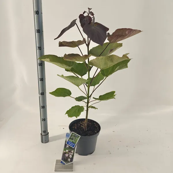 Catalpa erubescens 'Purpurea'