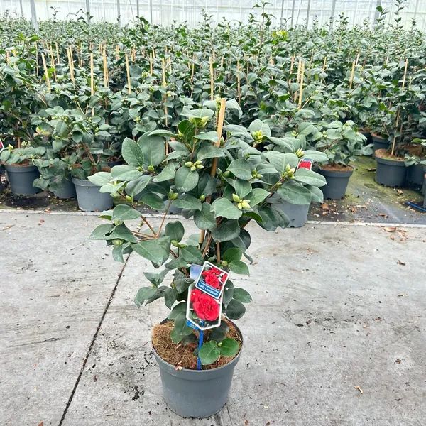 Camellia japonica 'Lady Campbell'