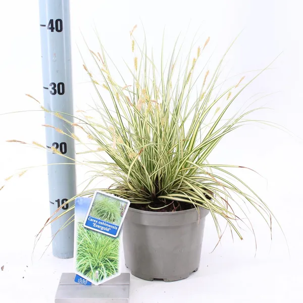 Carex oshimensis 'Evergold'