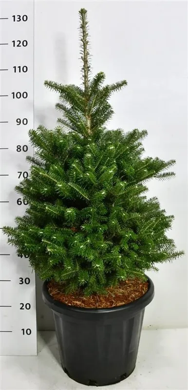 Abies koreana