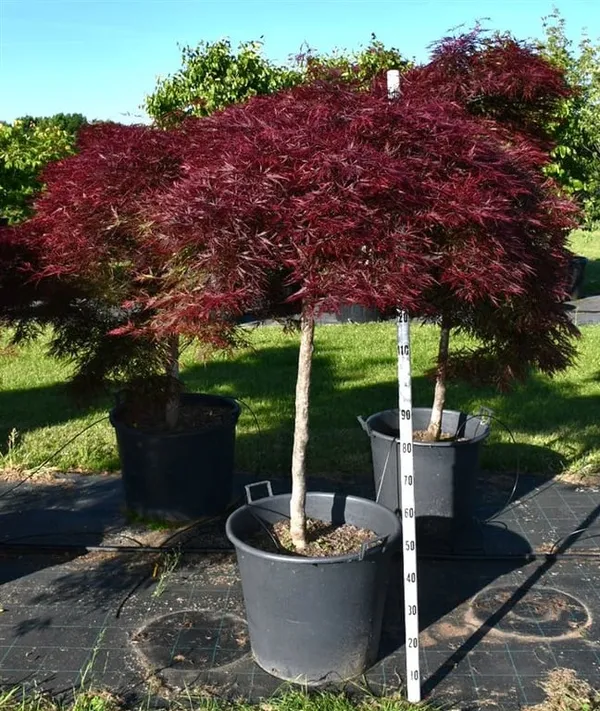 Acer palmatum 'Stella Rossa'