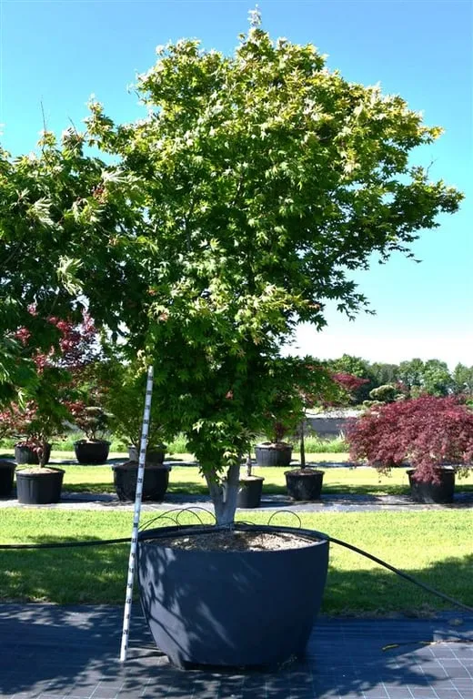 Acer palmatum 'Osakazuki'