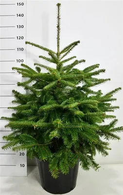 Abies nordmanniana