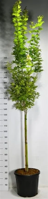 Acer shirasawanum Jordan