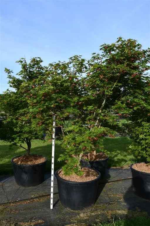 Acer palmatum 'Autumn Red'