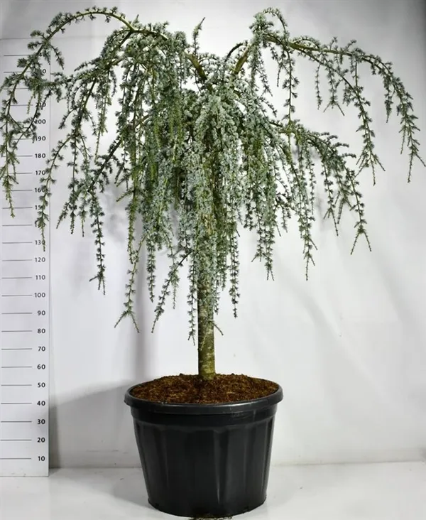 Cedrus atlantica 'Glauca Pendula'