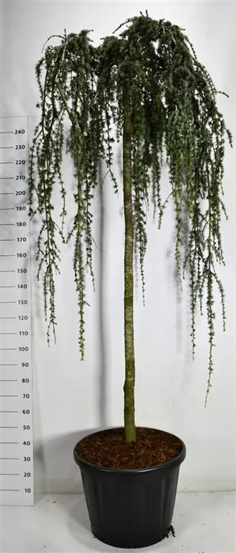 Cedrus atlantica 'Glauca Pendula'