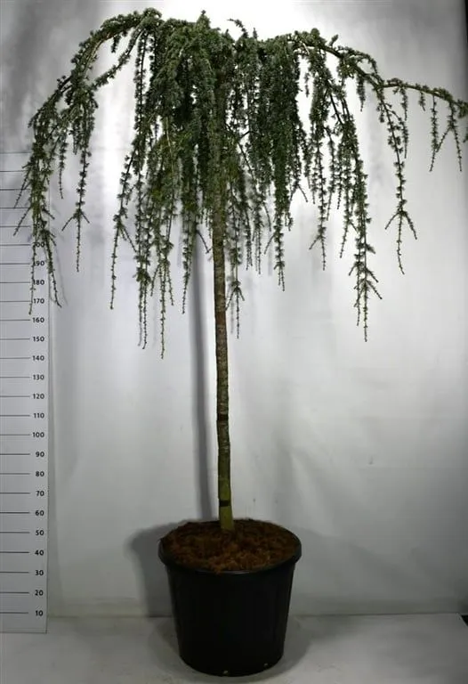 Cedrus atlantica 'Glauca Pendula'