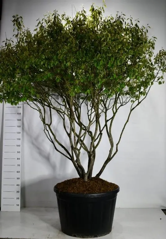 Amelanchier lamarckii