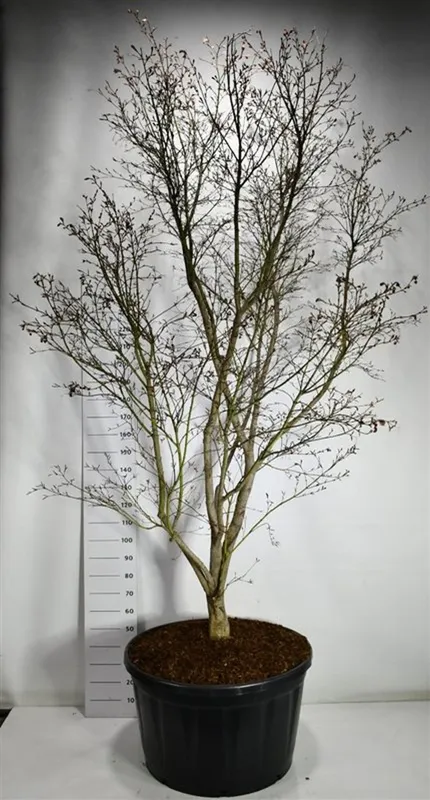 Acer palmatum 'Masu-kagami'