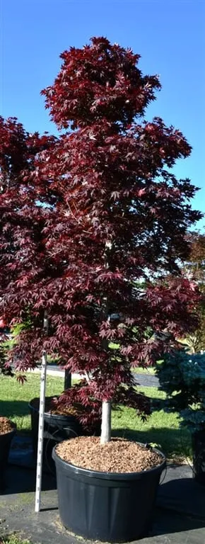 Acer palmatum 'Fireglow'