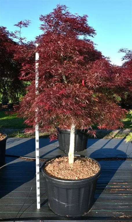 Acer palmatum 'Stella Rossa'