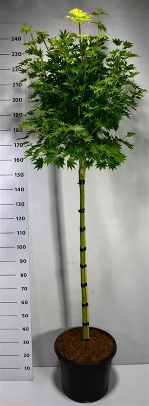 Acer shirasawanum 'Jordan'