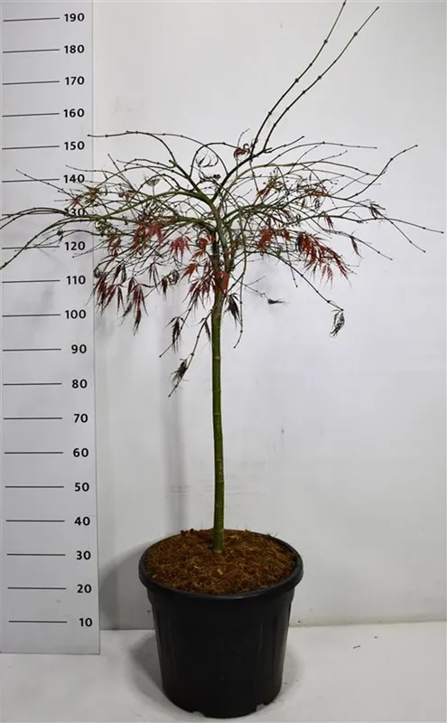 Acer palmatum 'Tamukeyama'