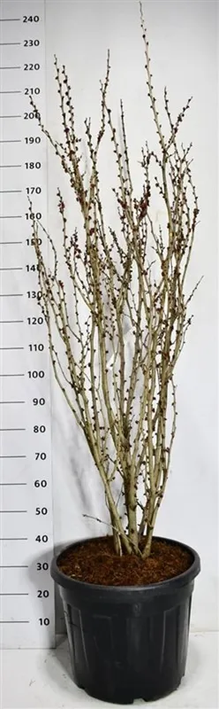 Cercis chinensis 'Avondale'