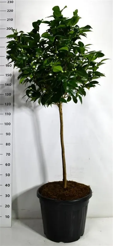 Camellia japonica 'Debbie'