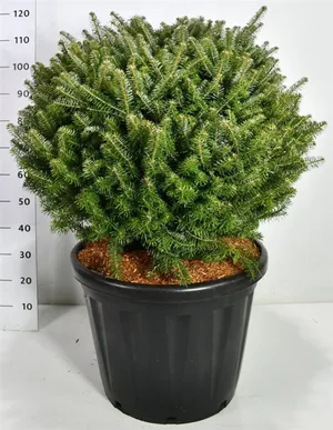 Abies koreana