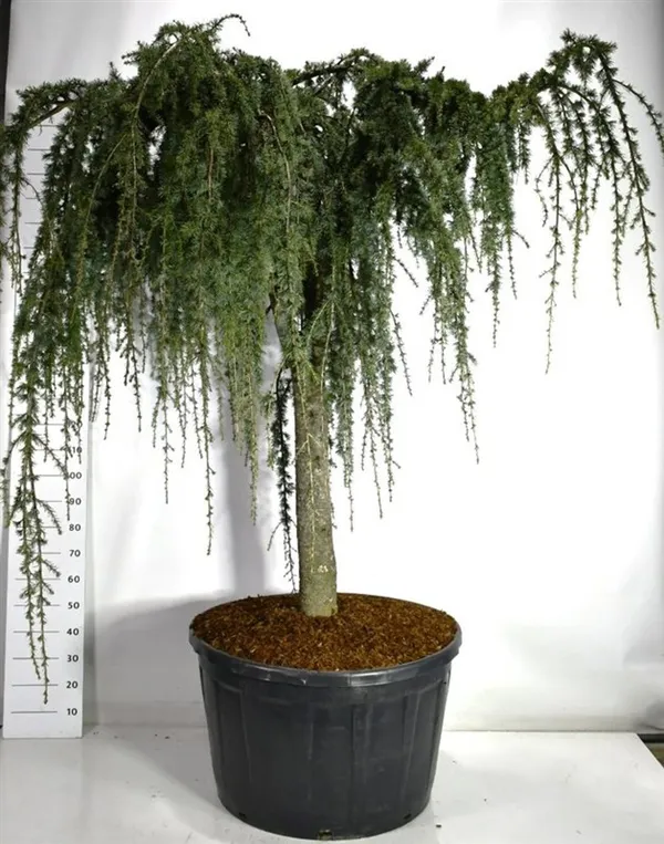 Cedrus atlantica 'Glauca Pendula'