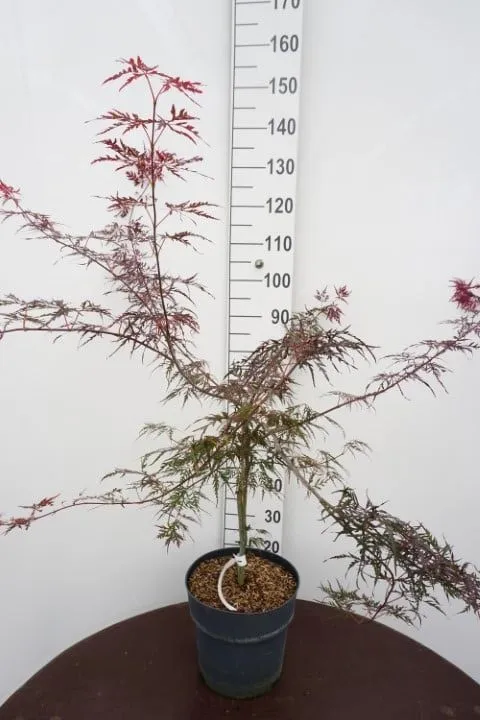 Acer palmatum 'Firecracker'