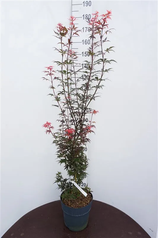Acer palmatum 'Skeeters Broom'