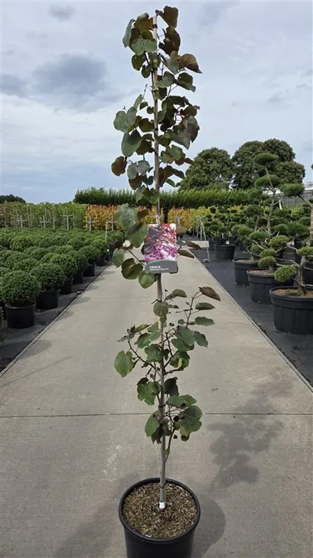 Cercis canadensis 'Merlot´'